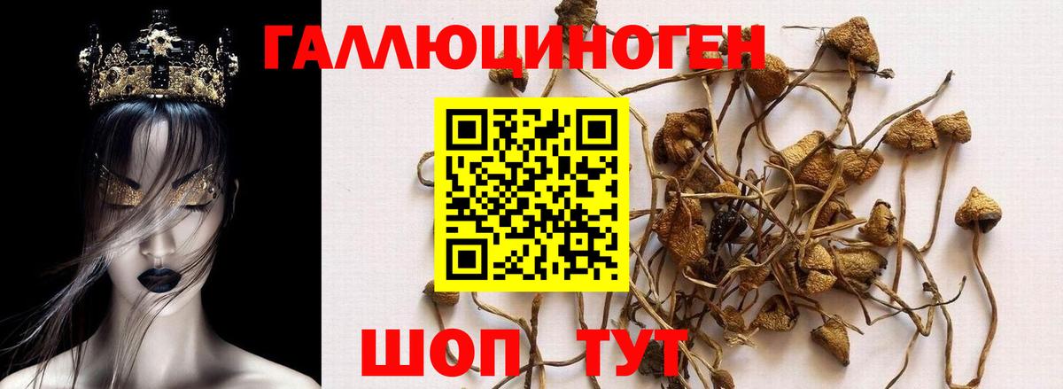Псилоцибиновые грибы GOLDEN TEACHER  Вход с VPN  Грозный 